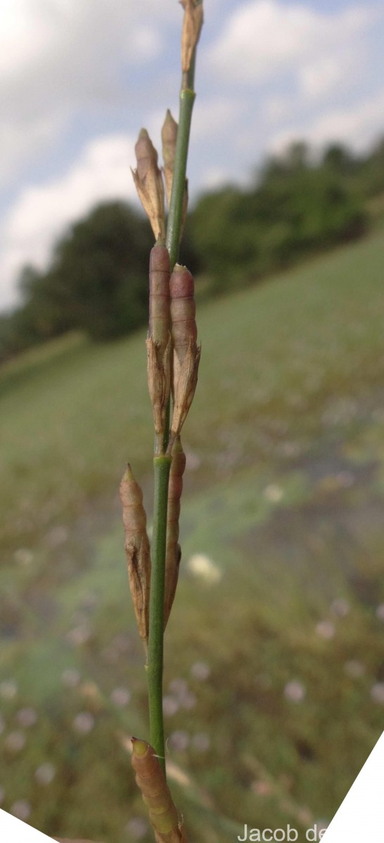 Alysicarpus bupleurifolius (L.) DC.